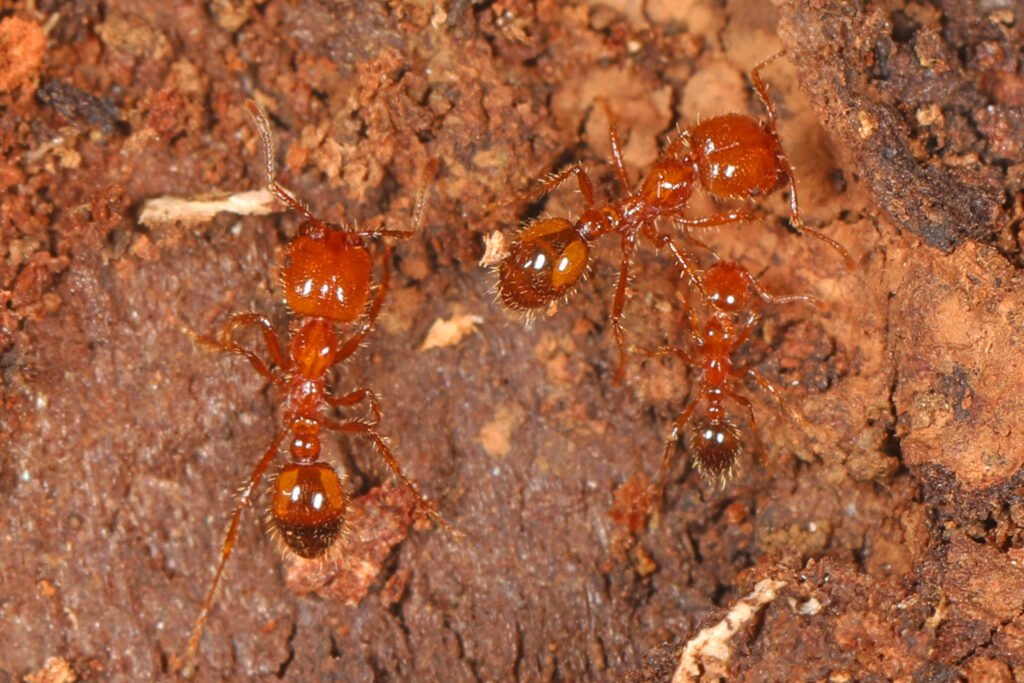 Tropical Fire Ant - Solenopsis geminata - invasive ant species