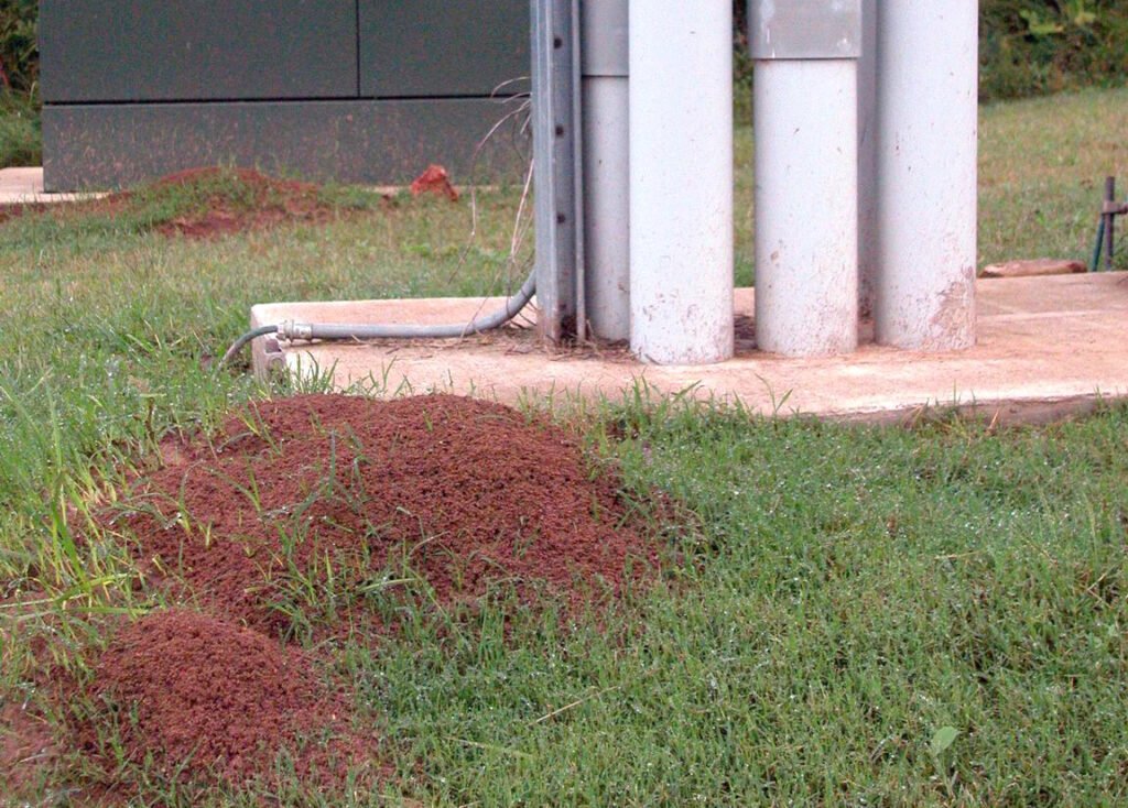 Red imported fire ant mounds near high-voltage electrical unit in Fayetteville, Ark. - invasive ant species