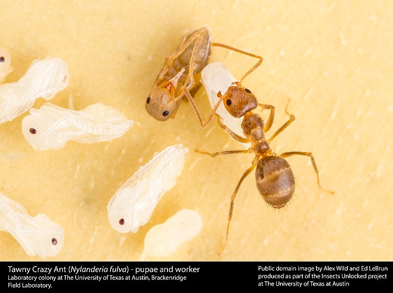 Nylanderia fulva - Tawny Crazy Ant - invasive ant species