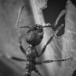 Grayscale Photography of Ant