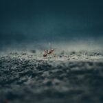 Red Ant on the Ground in Close Up View