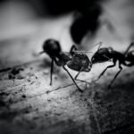 Black Ants