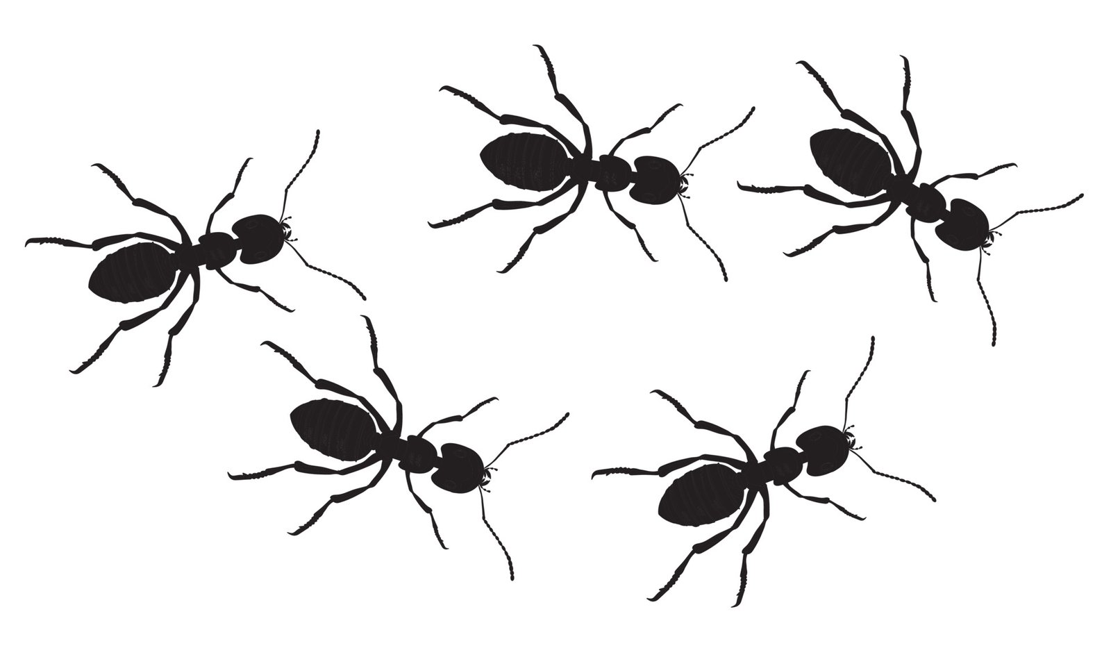 a line of worker ants marching in search of food